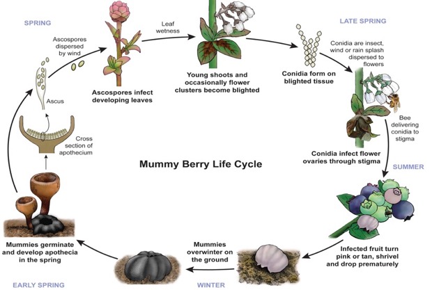 Mummy berry life cycle